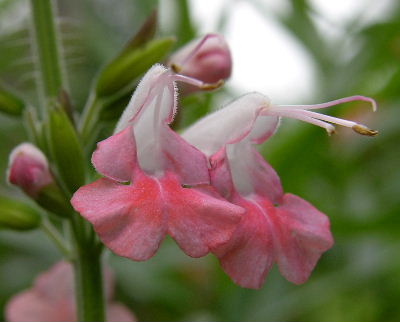 Salvia_coccinea.JPG