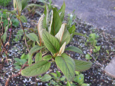 Hydrangea_longipes_1024x768.jpg