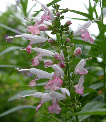 Salvia_cocc_-_ganz.JPG