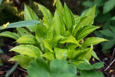 Hosta_Geisha1.jpg