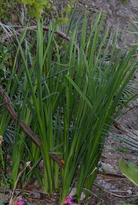 Iris_orientalis_Gigantea_2_15-04-29.jpg
