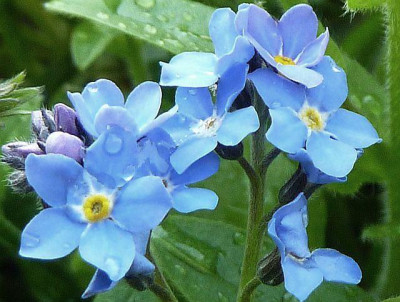 vergissmeinnicht-.jpg