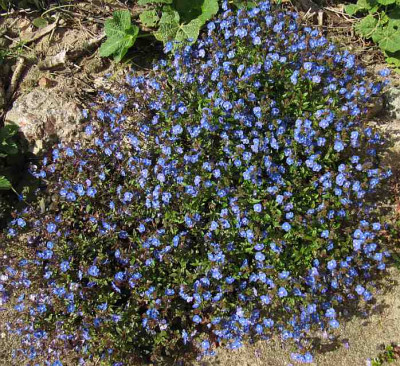 IMG_4120_Veronica_peduncularis_Georgia_Blue_29-04-2015_.jpg