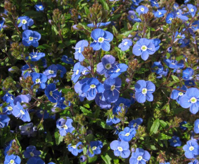 IMG_4119_Veronica_peduncularis_Georgia_Blue_29-04-2015_.jpg