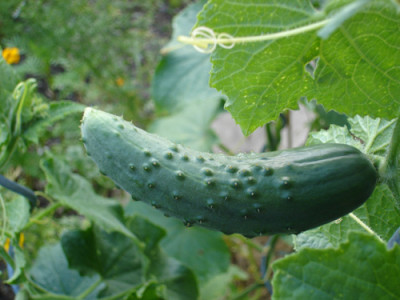 gurkerl1.jpg