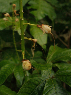 2005-08-03_aesculus_parviflora.jpg