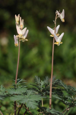Dicentra_cucullaria_20150420_3.jpg
