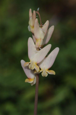 Dicentra_cucullaria_20150420_1.jpg