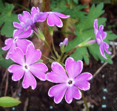 100_5485_Primula_sieboldii_Sumi_Zome_Genji_.jpg