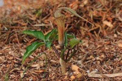 Arisaema_kishidae_red_20150426.jpg
