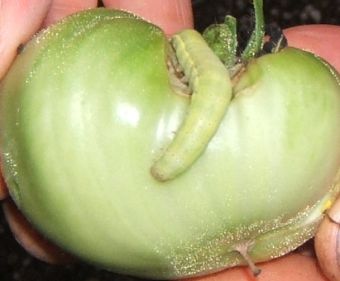 Tomaten_Raupe__b.Jery.jpg