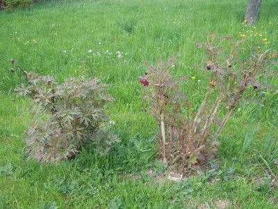 obstwiesenstrauchpfingstrosne_eooe.JPG