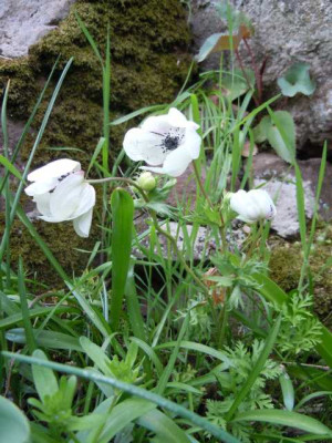 Anemone_coronaria_mix_iejckdje.JPG