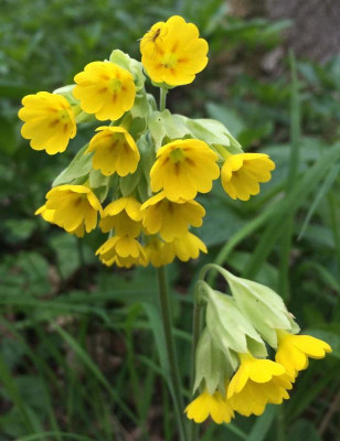 Primula_veris_05-2015_1200x1200_80KB.jpg