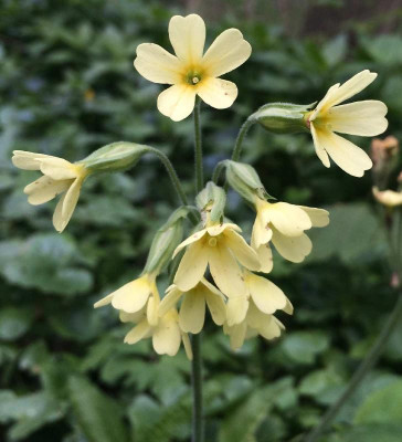 Primula_elatior_05-2015_1200x1200_80KB.jpg