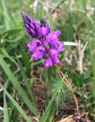 Polygala_comosa_05-2015_1200x1200_80KB.jpg