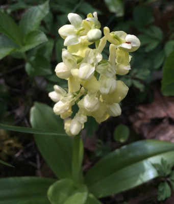 Orchis_pallens_A_05-2015_1200x1200_80KB.jpg