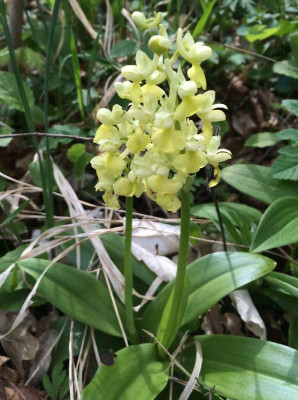 Orchis_pallens_B_05-2015_1200x1200_80KB.jpg