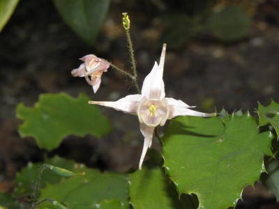 E.pauciflorum.jpg