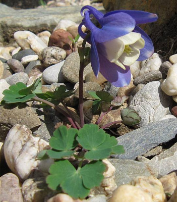 IMG_4038_Aquilegia_agaroekonom_29-04-2015_.jpg