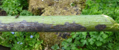 Acer_tegmentosum_fars_2015.jpg