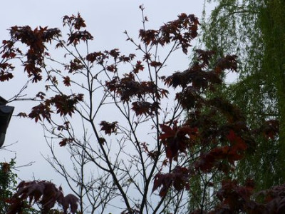 Acer_palmatum_fars2015.jpg