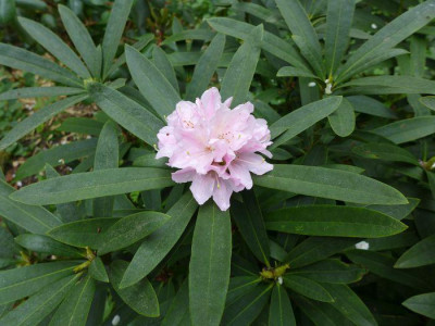 Rhododendronhybride_fars_2015.jpg