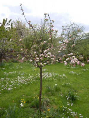 Edelborsdorfer_Mehrsortenbaum.JPG