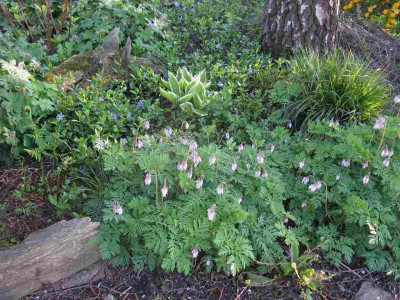 Dicentra_Birke_1024x768.jpg