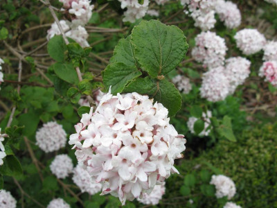 Viburnum_carlesii_Diana_Detail_1024x768.jpg