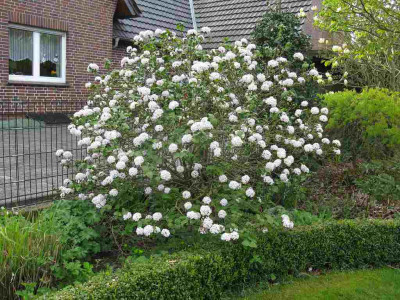 Viburnum_carlesii_Diana_ganz_1024x768.jpg