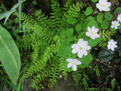 Woodsia_polystichoides_...___3.5.15_026.jpg