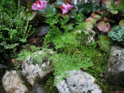Cryptogramma_crispa__...__3.5.15_029.jpg