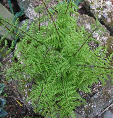 Cystopteris_bulbifera___..._2.5.15_001.jpg