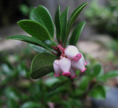Arctostaphylos_uva-ursi__Vancouver_Jade__...__3.5.15_013.jpg