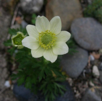 Anemone_palmata__...__3.5.15_022.jpg