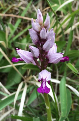 Orchis_militaris_A_05-2015_1200x1200_80KB.jpg
