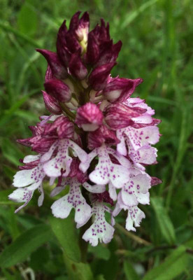 Orchis_A_05-2015_1200x1200_80KB.jpg