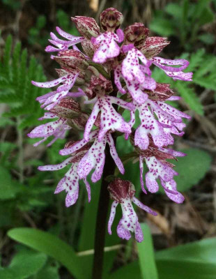 Orchis_B_05-2015_1200x1200_80KB.jpg