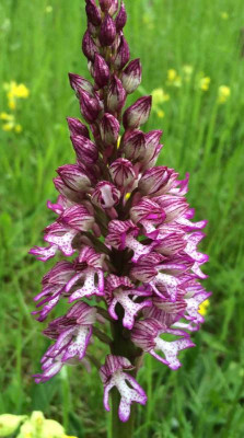 Orchis_C_05-2015_1200x1200_80KB.jpg