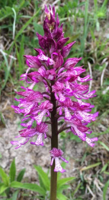 Orchis_D_05-2015_1200x1200_80KB.jpg