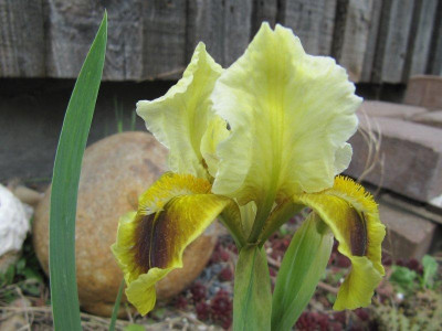 Iris_Samling_Klehm_150503.jpg