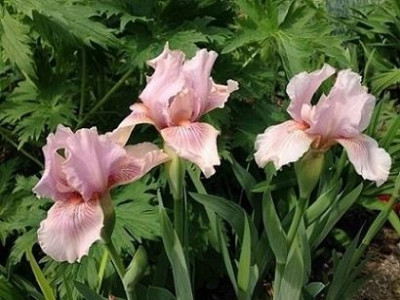 Pink_Kitten_2015.jpg