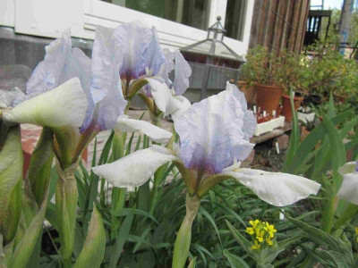 Iris_Silberblau_150503.jpg