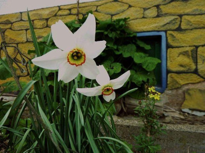 narcissus_poeticus.jpg