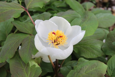 IMG_3189_ePaeonia_obovata.JPG