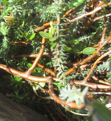 Preisselbeerverwandte-holz.jpg