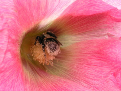 Alcea-Aug-1.jpg