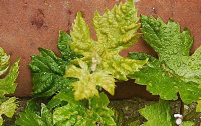 Wein_1050665.jpg