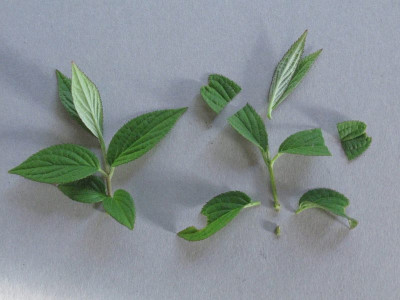 Deutzia_Steckling_Kopie.jpg